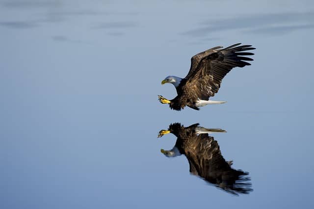 Eagle Flight Water Wings  - Pexels / Pixabay
